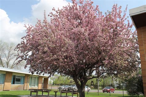 flowering trees with no fruit